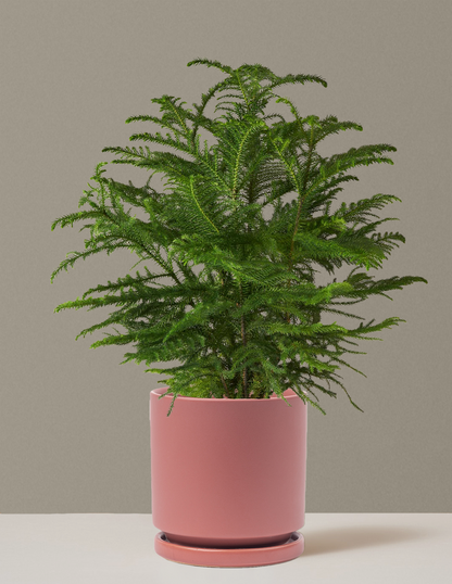 Norfolk Island Pine