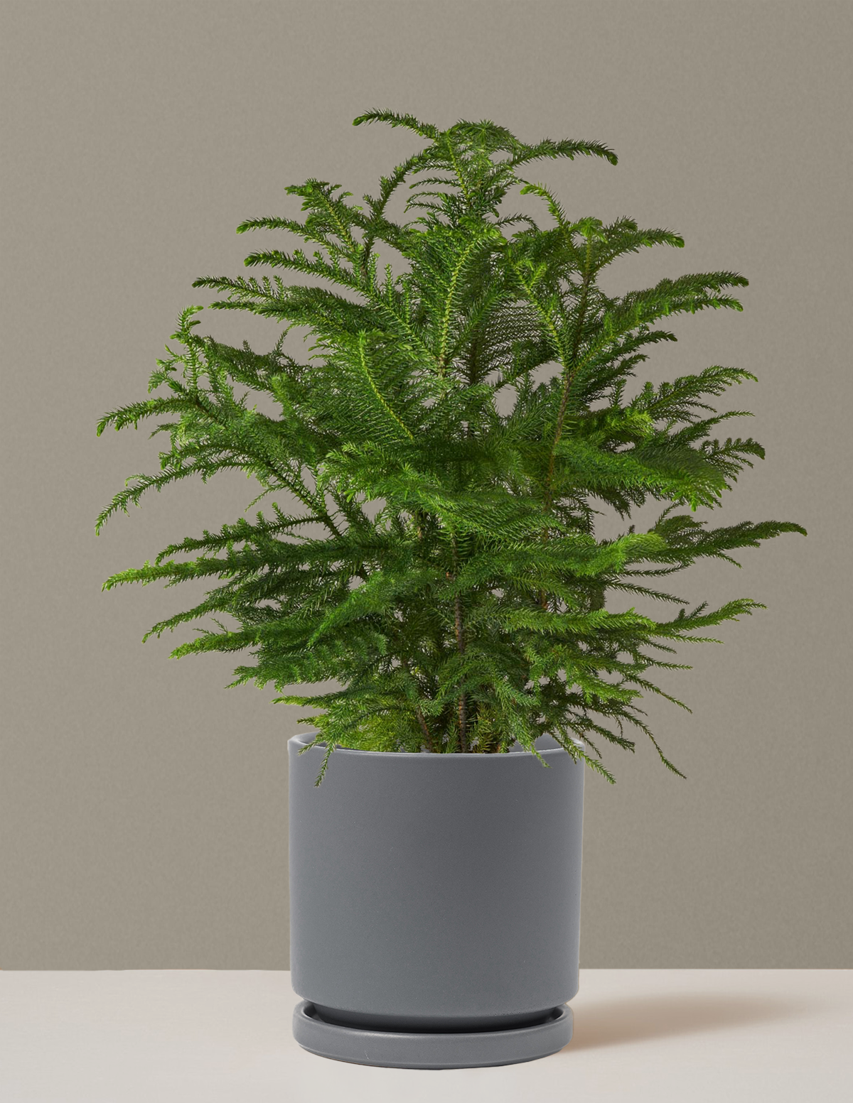 Norfolk Island Pine