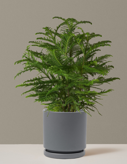 Norfolk Island Pine