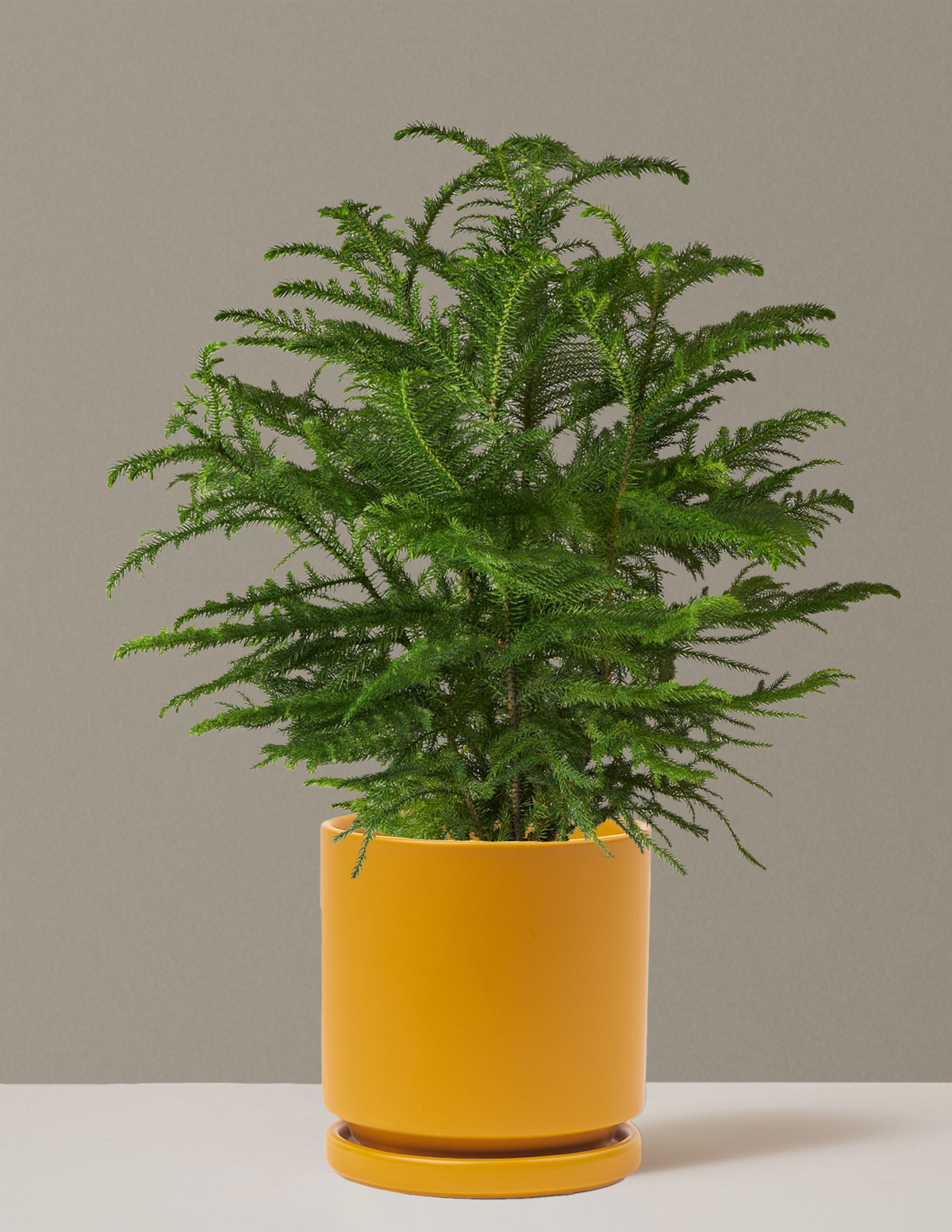 Norfolk Island Pine