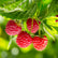Nova Red Raspberry Plant | The Sill