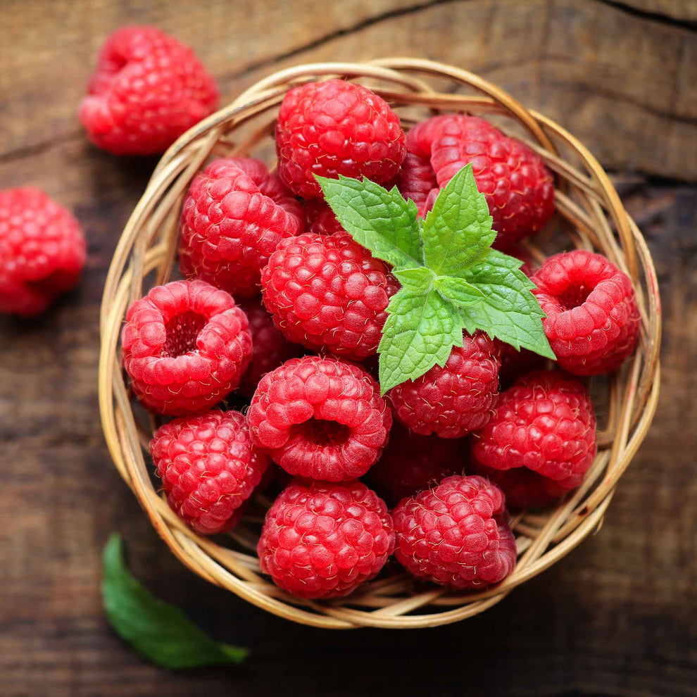 Nova Red Raspberry Plant | The Sill
