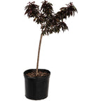 Bonfire Patio Peach Plant