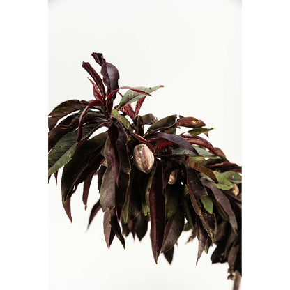 Bonfire Patio Peach Plant