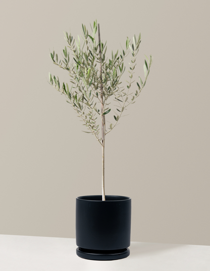 Olive Tree