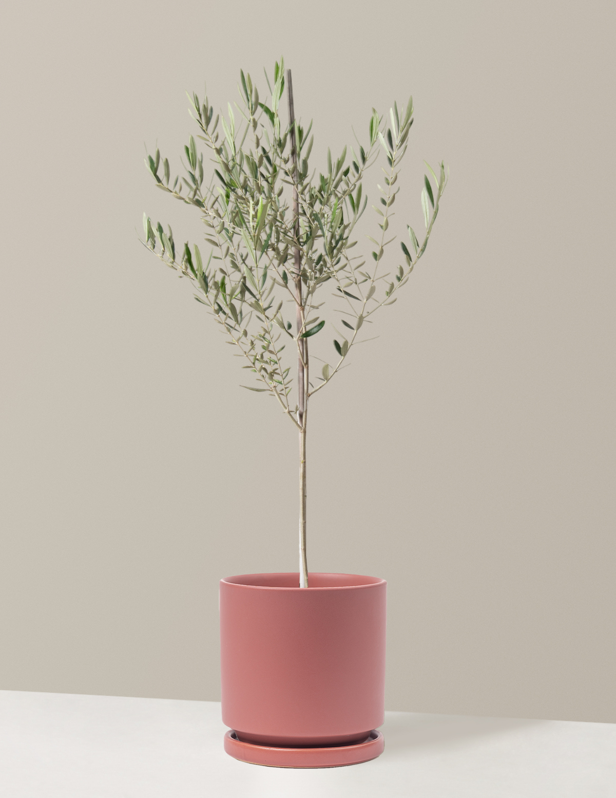 Olive Tree - Large (3' to 4' tall) / Isabella (12.5" wide) / Dusty Rose