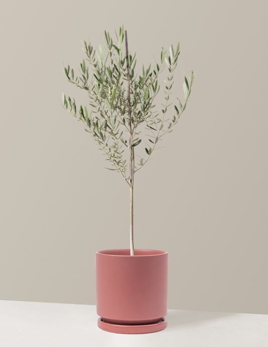 Olive Tree