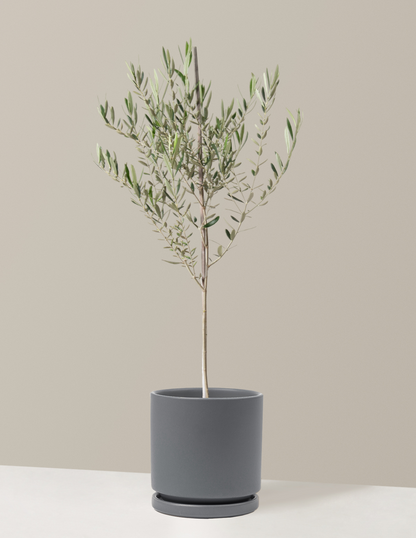 Olive Tree