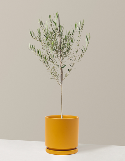 Olive Tree