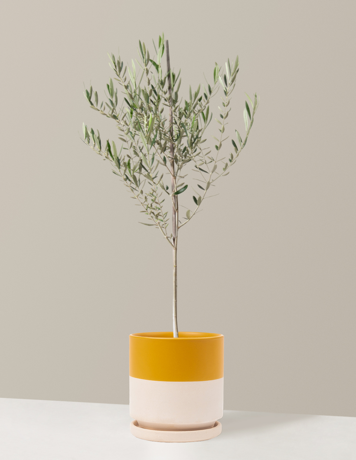 files/Olivetree-Isabella_Top-Half-Mustard_Variant.png