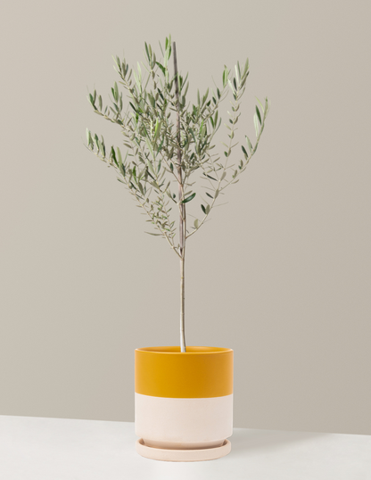 Olive Tree