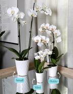 Mini Orchid