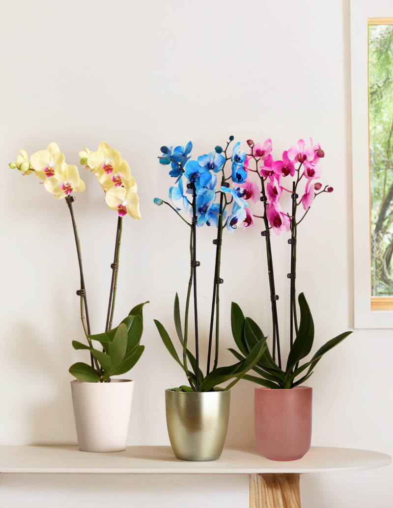Orchid Of The Month Club