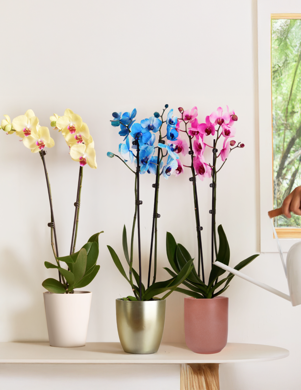 Orchid Of The Month Club