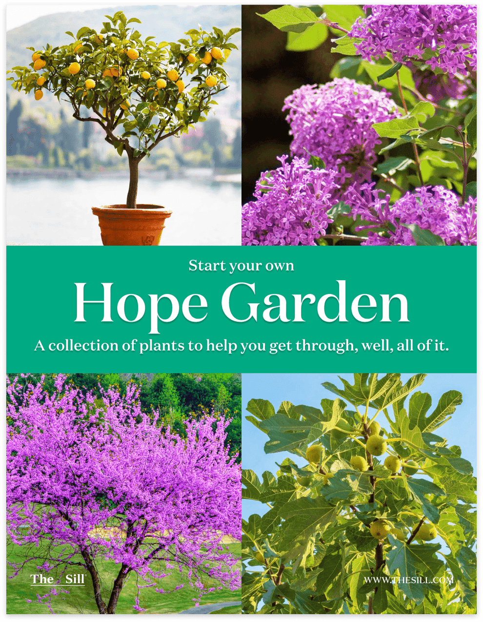 ‘Hope Garden’ Outdoor Bundle Shop Outdoor Houseplants & Gifts The Sill