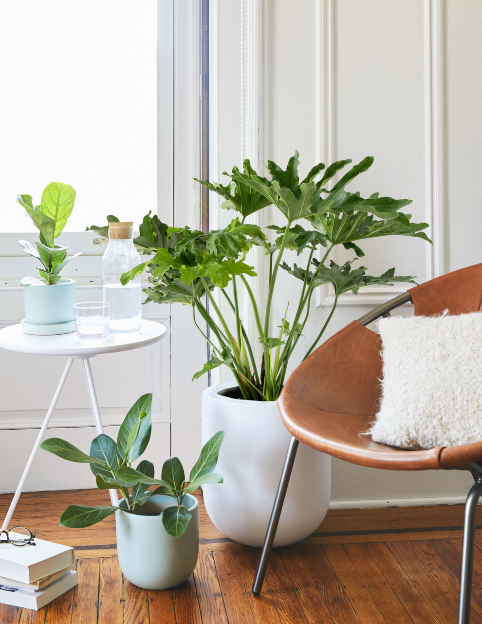 Large Philodendron Selloum 