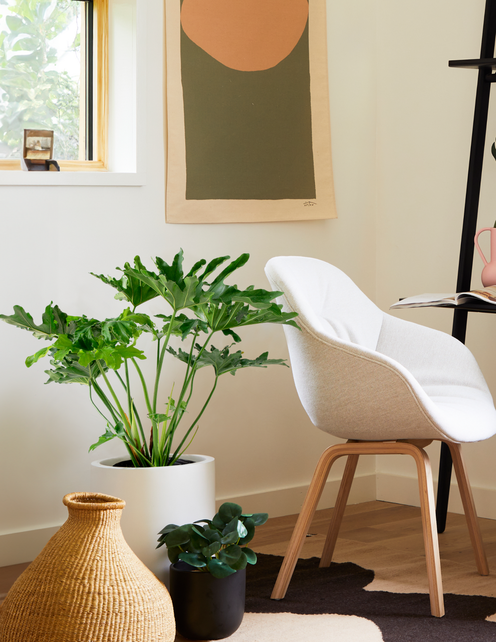 Large Philodendron Selloum 