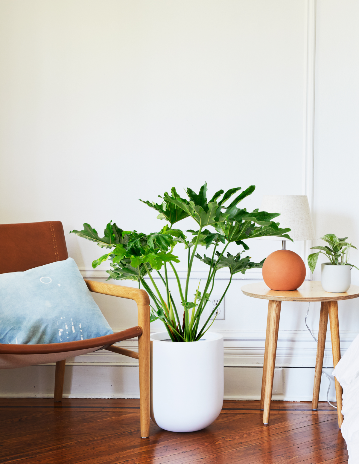 Large Philodendron Selloum Hope