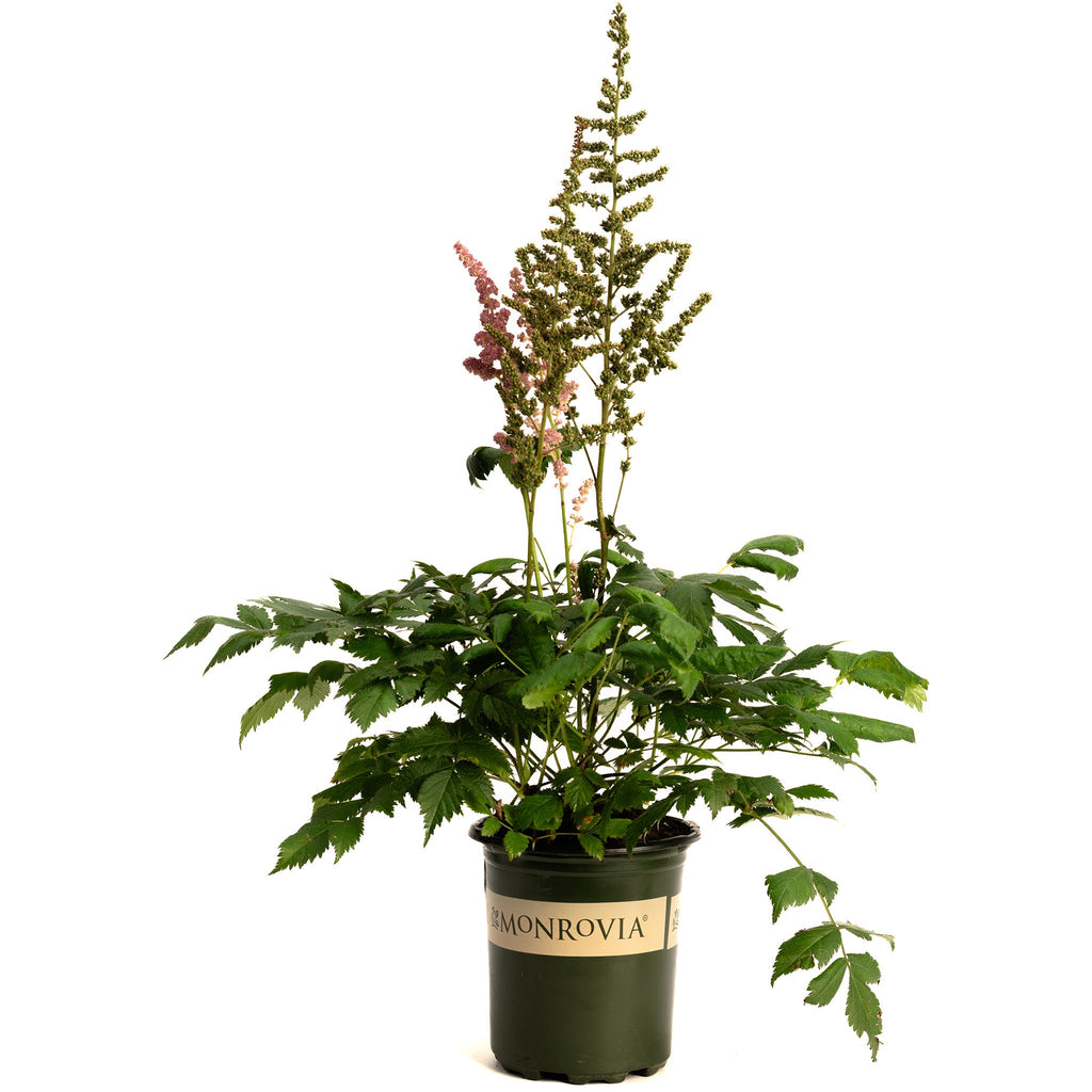 Vision in Pink Astilbe