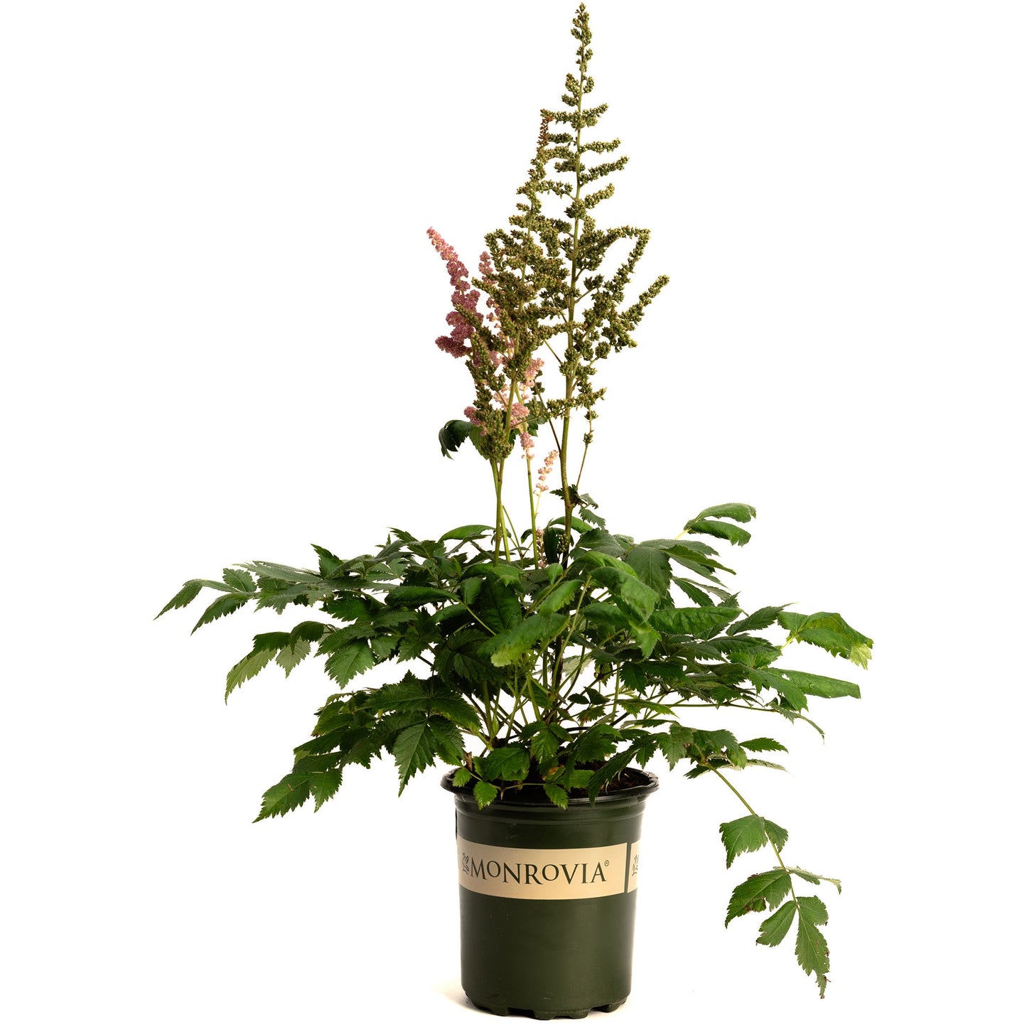 Vision in Pink Astilbe