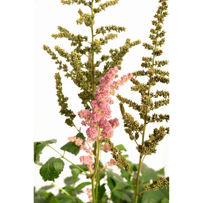 Vision in Pink Astilbe