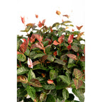 Snow-N-Summer™ Asiatic Jasmine