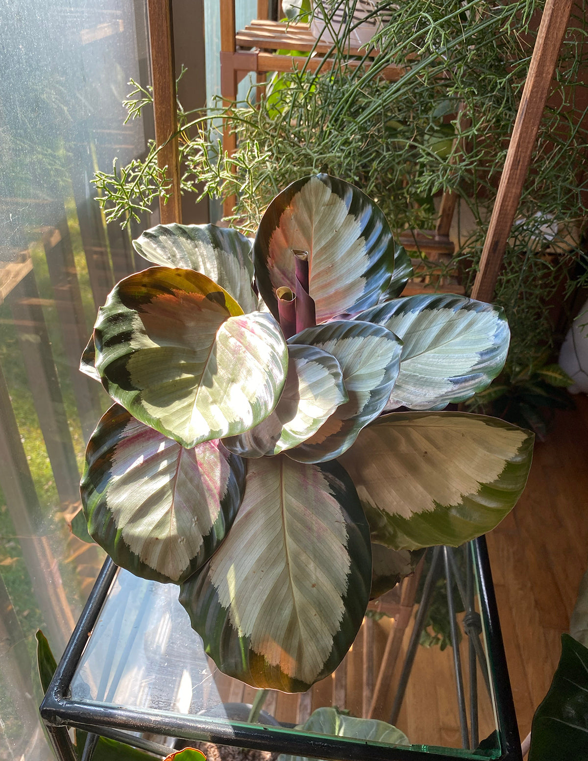 Calathea Rosy