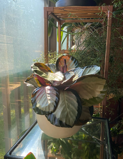 Calathea Rosy