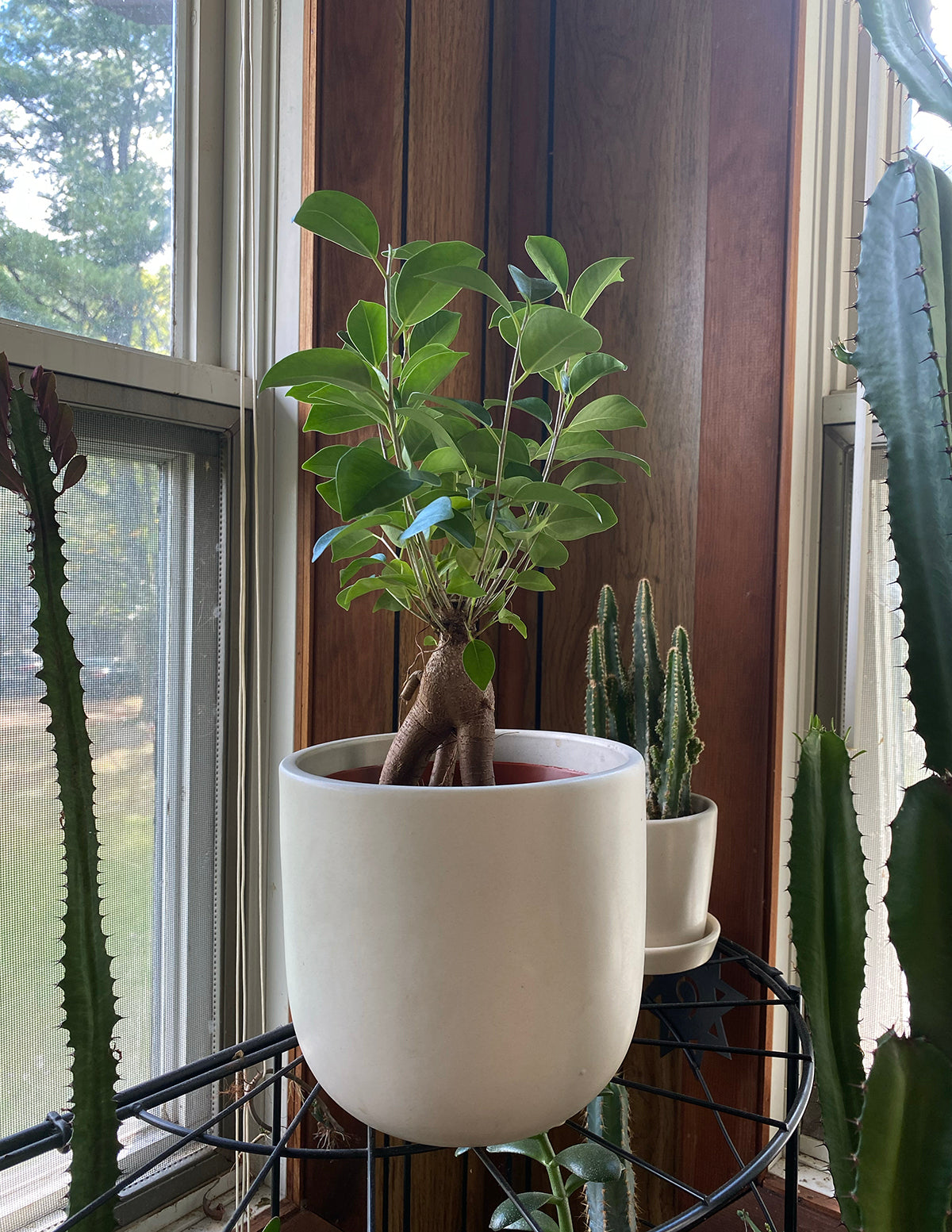 Ficus Ginseng