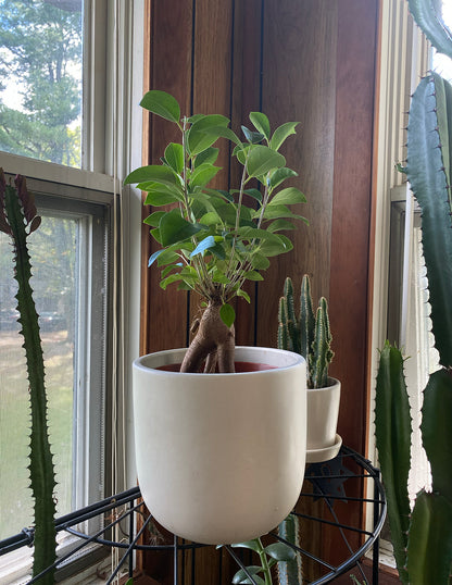Ficus Ginseng