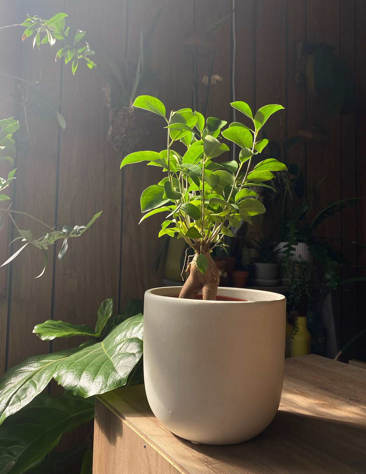 ginseng indoor plant Ficus Ginseng | Plants and Houseplants for Delivery