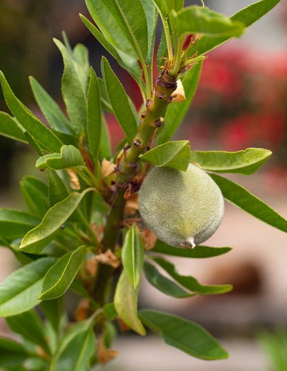 Patio Peach Tree Bundle
