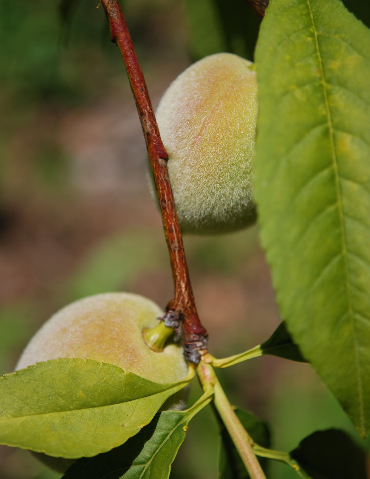 Patio Peach Tree Bundle
