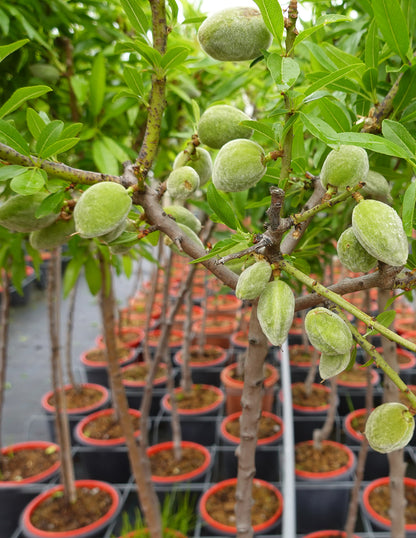 Patio Peach Tree Bundle