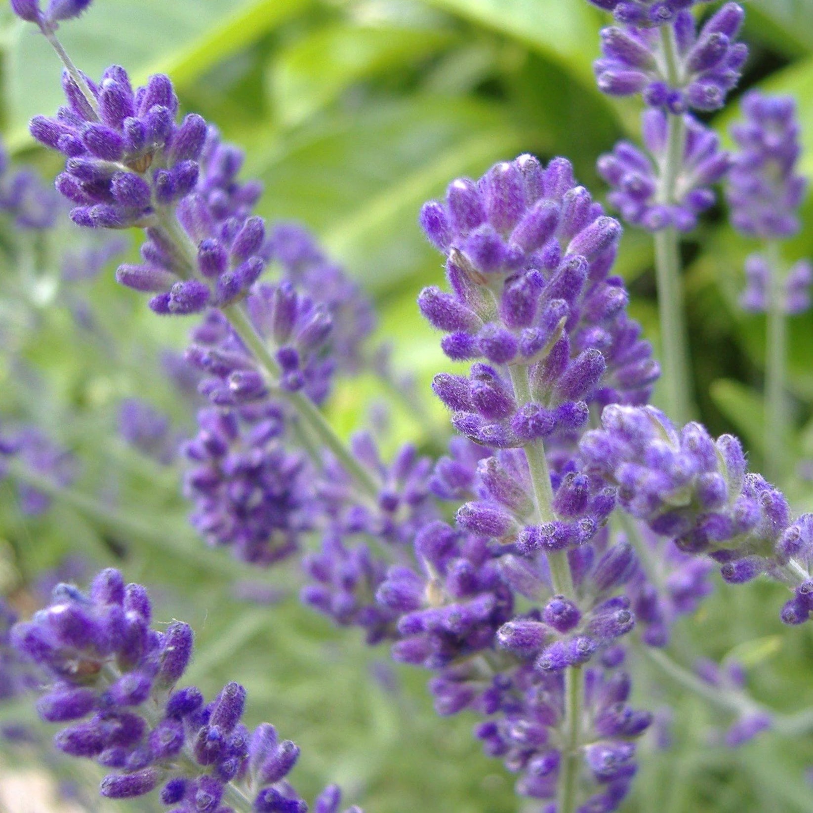 Phenomenal™ Lavender Plant for Sale - Experience the Soothing ...