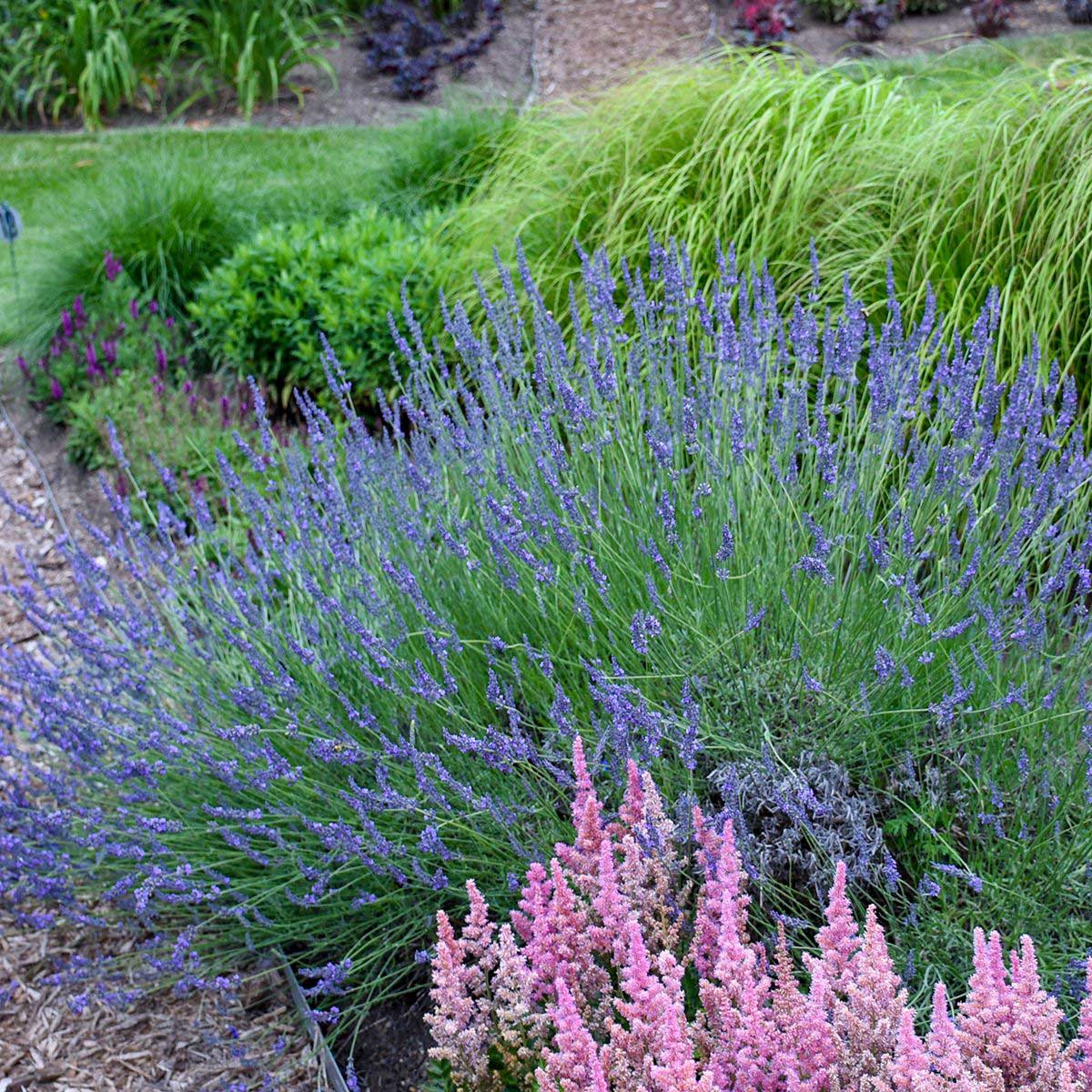 best scented lavender plants Phenomenal™ Lavender Plant for Sale - Experience the Soothing Aromatherapy and Beautiful Blooms