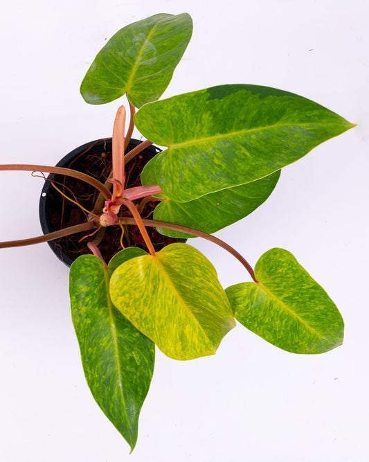 Philodendron Painted Lady