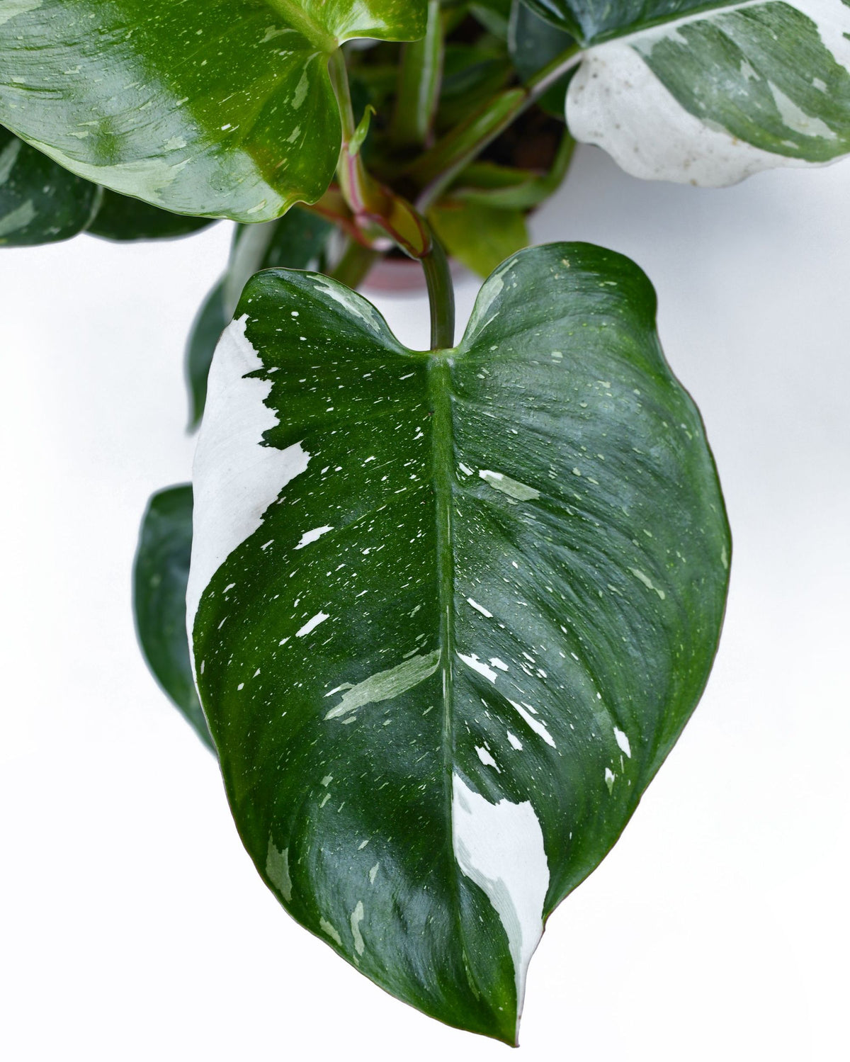 Double Philodendron White Princess