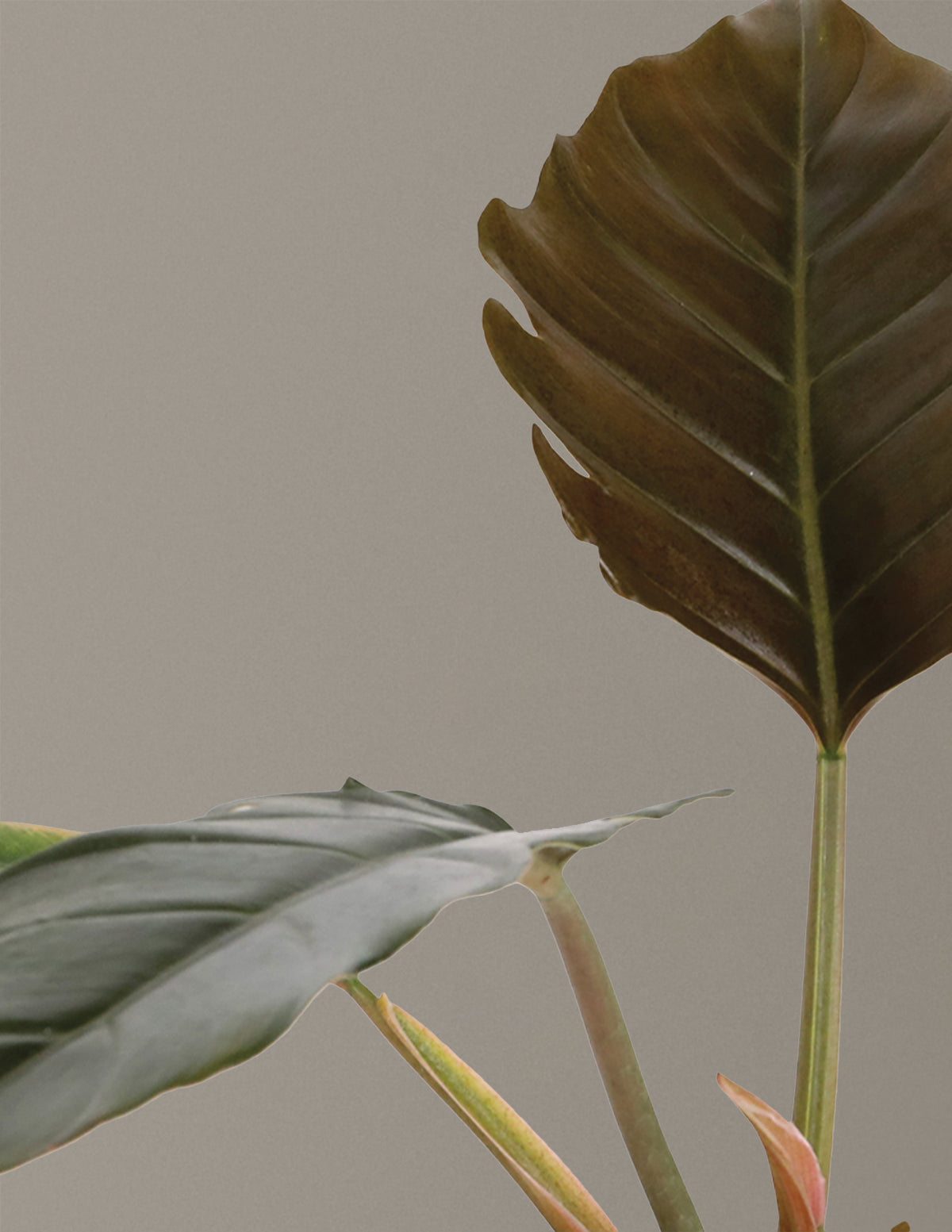 Philodendron Pluto Houseplant - Small (7