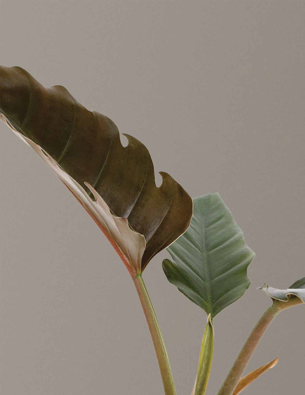 philodendron golden pluto Philodendron Pluto Houseplant - Small (7"-10" tall) Grow Pot