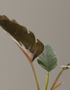 Philodendron Pluto