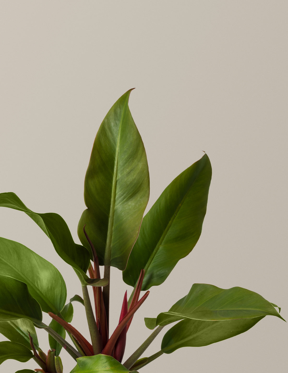 philodendron changing leabes Philodendron Autumn