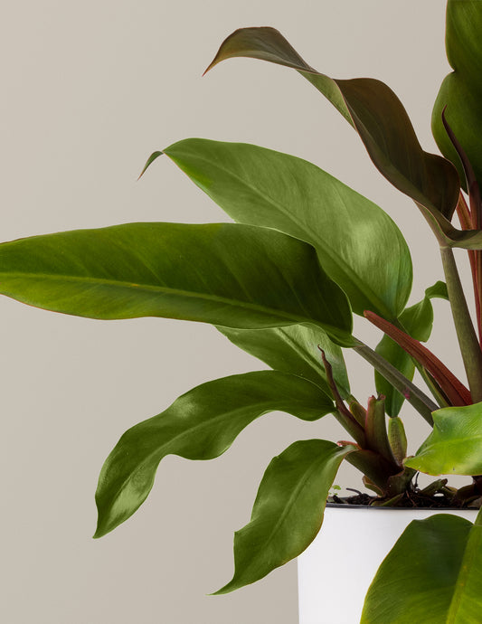 Philodendron Autumn