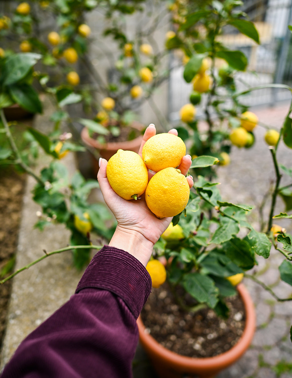 Meyer Lemon Tree