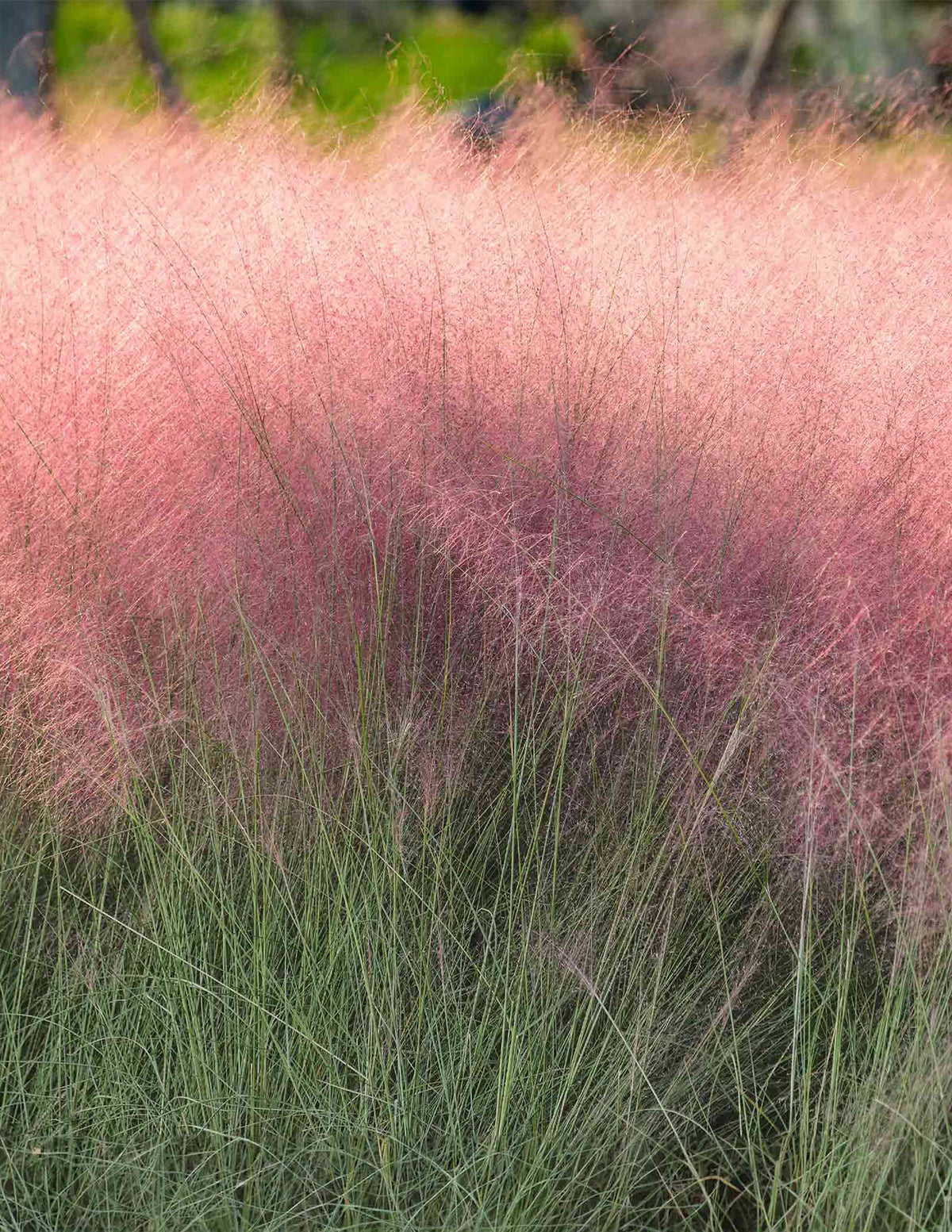 files/Pink-Muhley-Grass-1_1.jpg