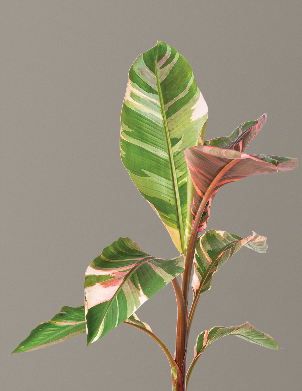Musa Nono Pink Variegated Banana | Rare Tropical Plants for Delivery ...