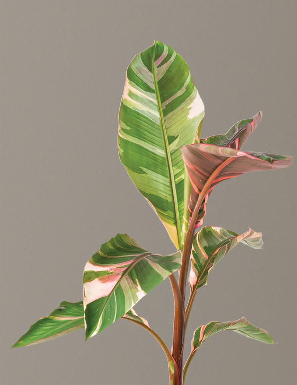 Musa Nono Pink Variegated Banana | Rare Tropical Plants for Delivery ...