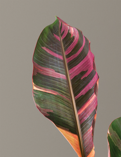 Musa Nono Pink Variegated Banana