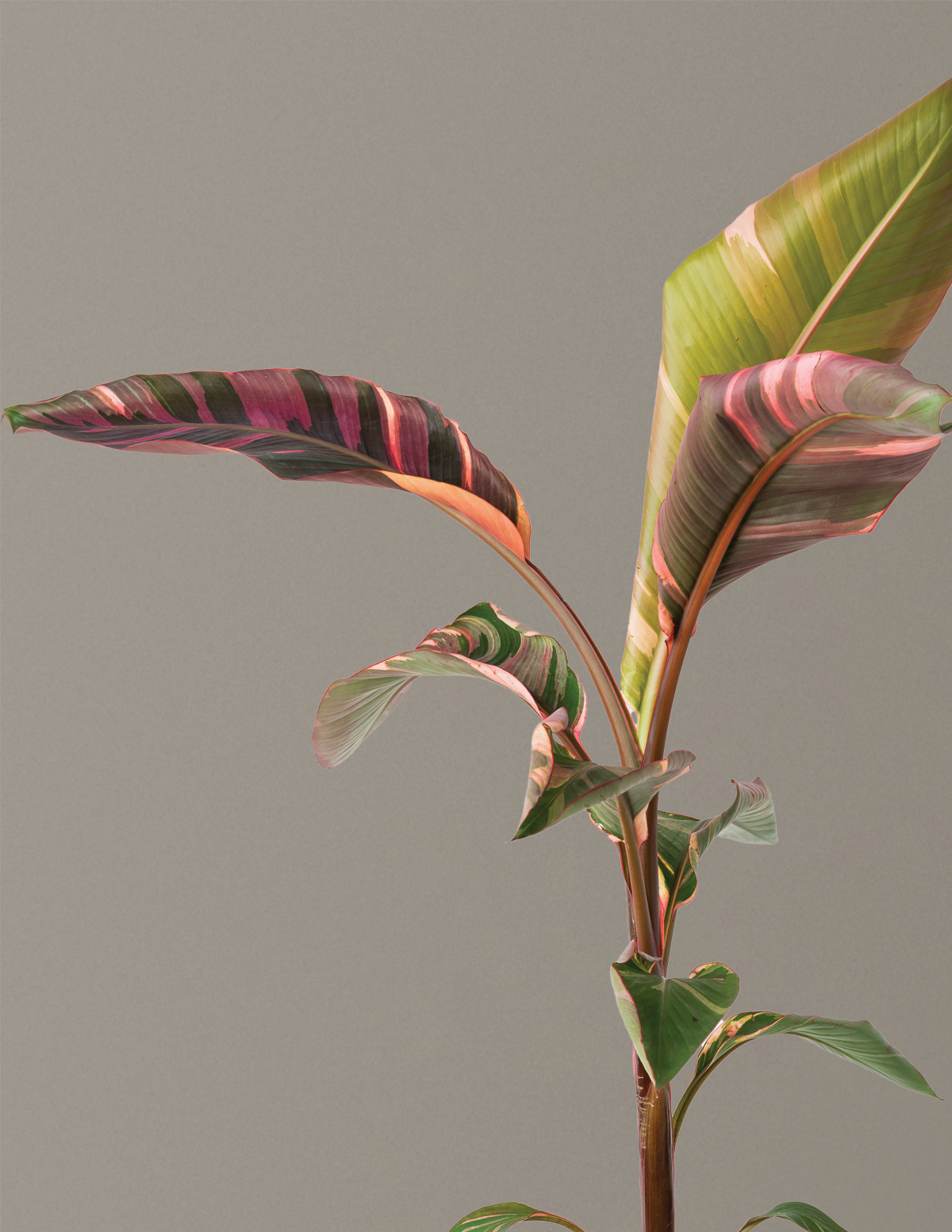 Musa Nono Pink Variegated Banana | Rare Tropical Plants for