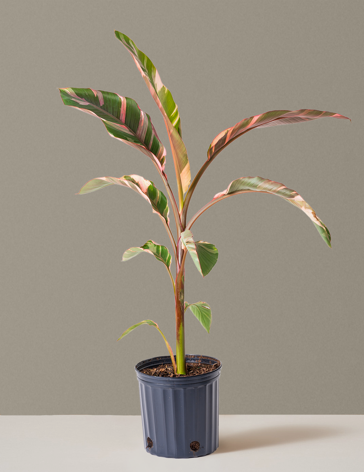 Musa Nono Pink Variegated Banana | Rare Tropical Plants for Musa Nono Pink Variegated Banana | Rare Tropical Plants for